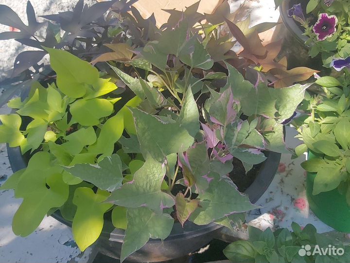 Ипомея батат взрослые и черенки