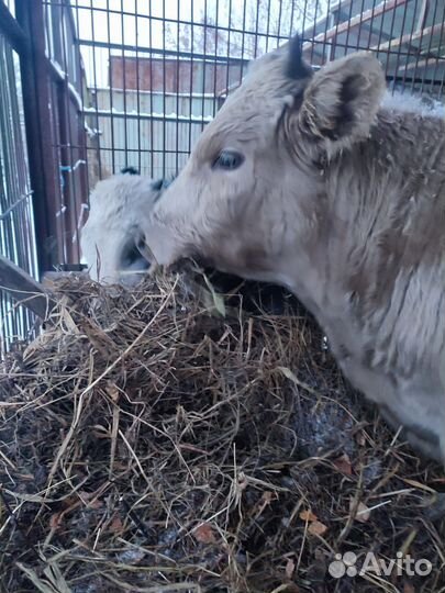 Быки, баран, гуси, свинья, поросята