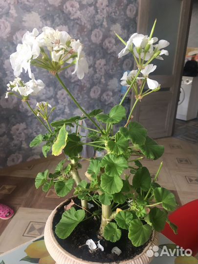 Комнатные цветы