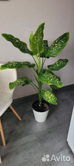 Диффенбахия 120 см