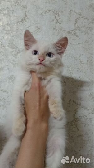 Котенок Зефирчик