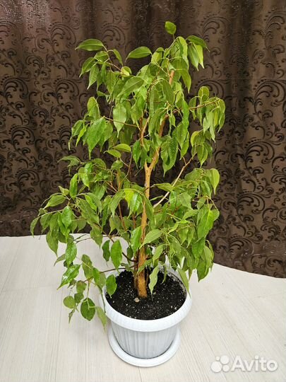 Фикус бенджамина Экзотика