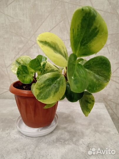 Пеперомия вариегатная