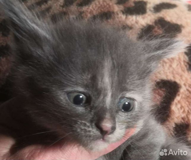 Котейки в добрые руки