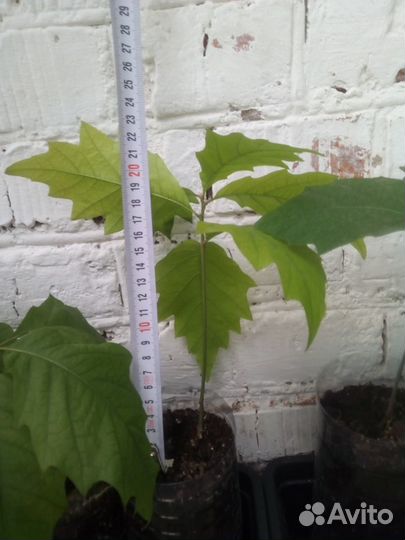 Саженцы красного канадского дуба (Quercus rubra)