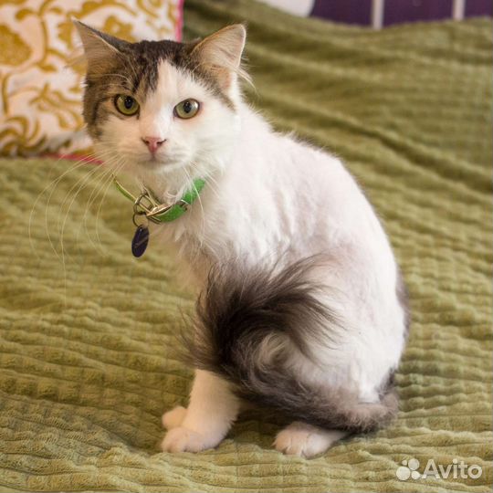 Котенок Джон Сноу