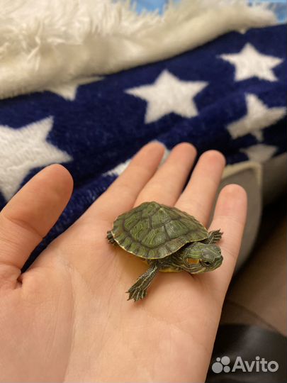 Передержка грызунов, черепах, улиток, ежей