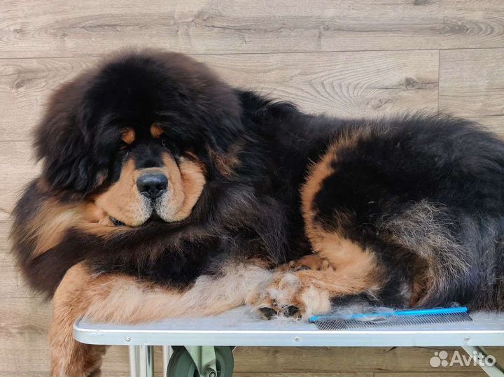 Экспресс-линька крупных собак в Пушкин