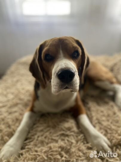 Вязка кобеля бигль