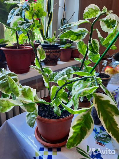 Педилантус