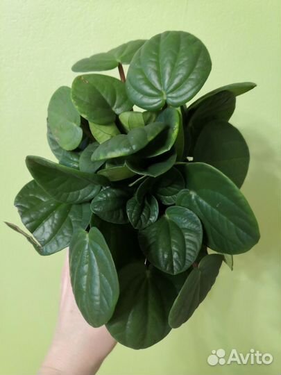 Пеперомия рана верде