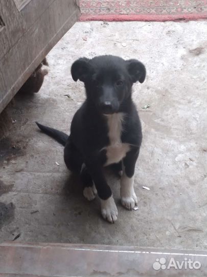 Собака в добрые руки бесплатно