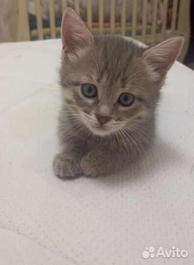 Котёнок
