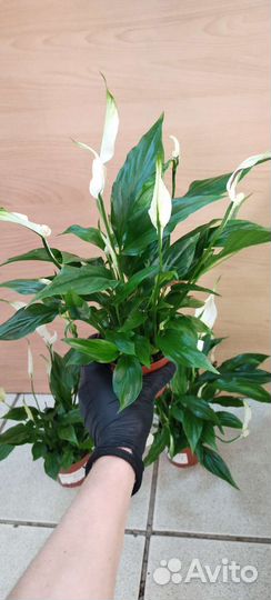 Спатифиллум