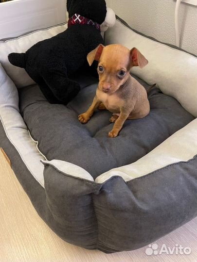 Мини той-терьер