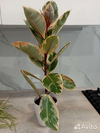 Фикус эластика тинеке вариегатный