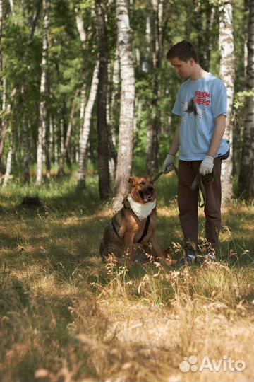 Семейная и добрая собака из приюта