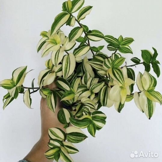 Традесканция трикалор