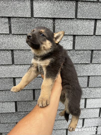 Щенки немецккой овчарки