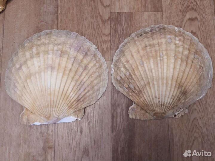 Ракушки тихоокеанские натуральные