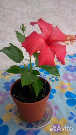 Гибискус/роза китайская