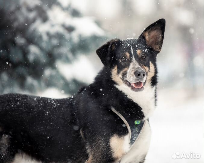 Пёс в добрые руки