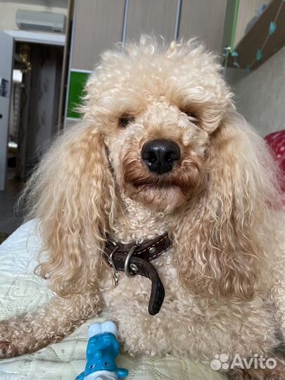 Мини пудель