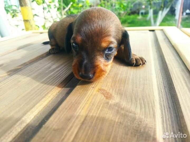 Щенки таксы