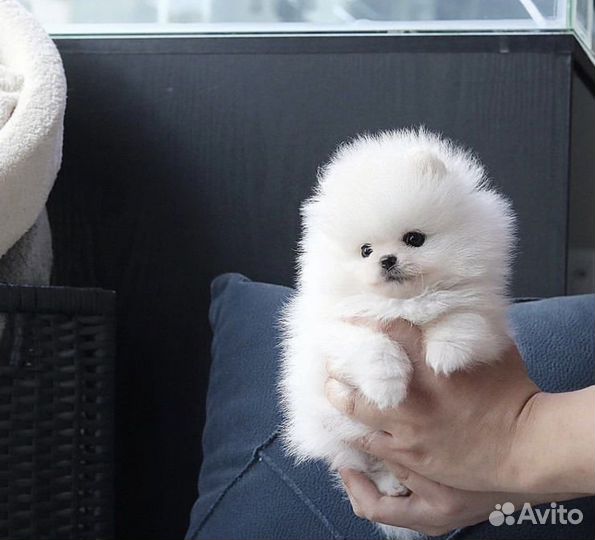 Экскюзивная мальчик и девочка померанского шпица