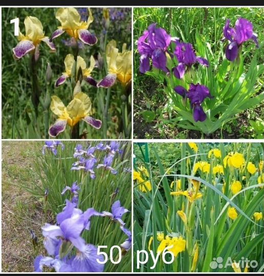 Многолетние садовые цветы