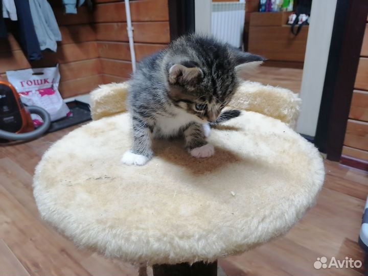 Котята в добрые руки приучены к лотку