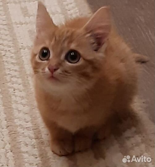 Котик