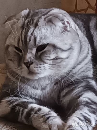 Вязка с вилоухим Шотландским котом