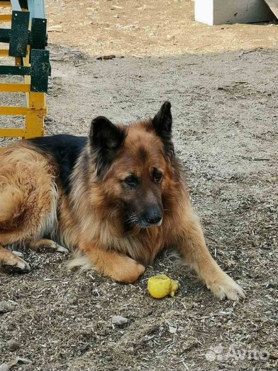 Щенки немецкой овчарки длинношерстной