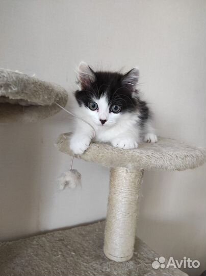 Котёнок