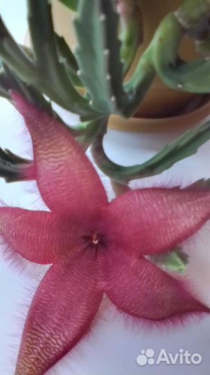 Кактус цветущий