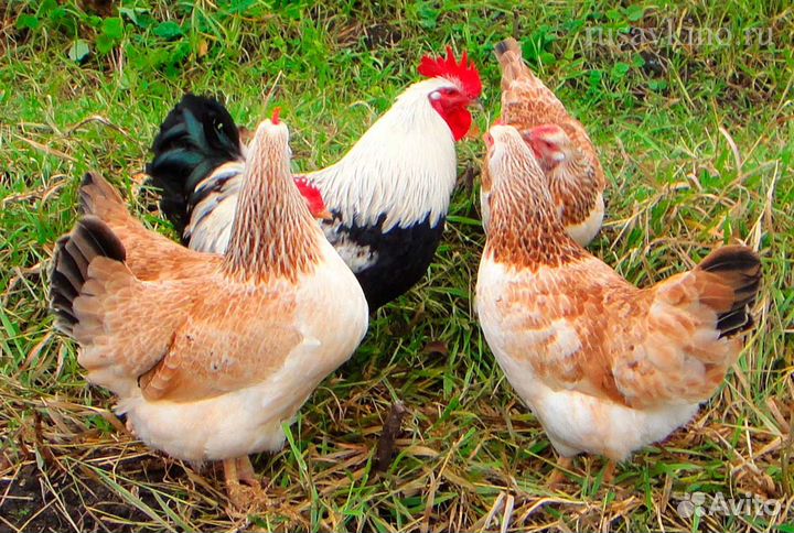 Цыплята подрощенные