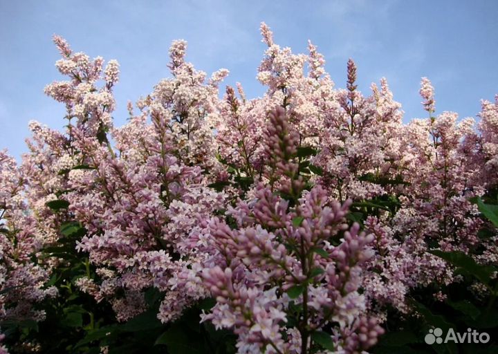 Сирень венгерская