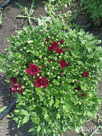 Хризантемы мультифлора