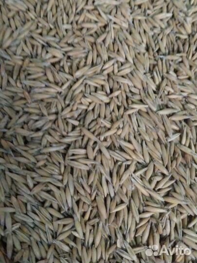 Овёс в мешках