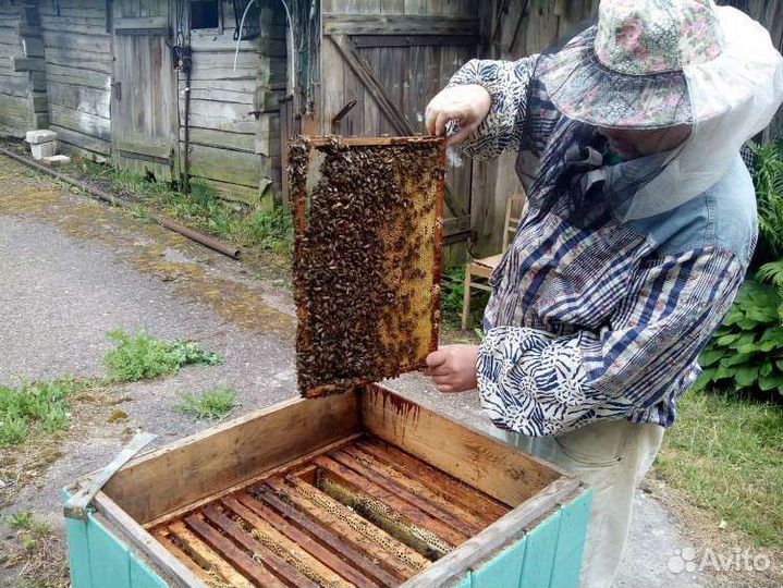 Пчелопакеты