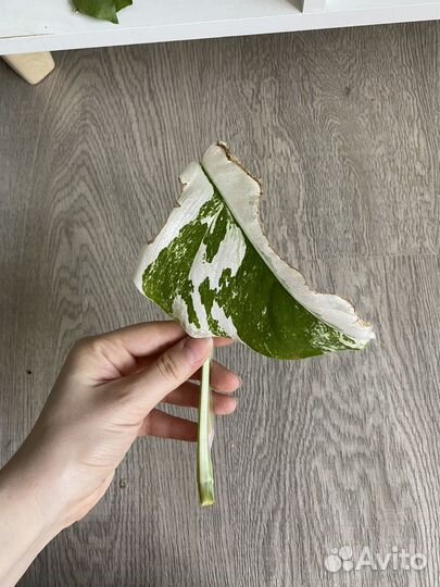 Монстера альба черенок