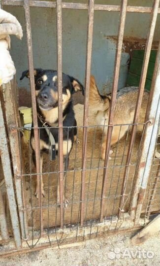 Молоденькие собачки приюта
