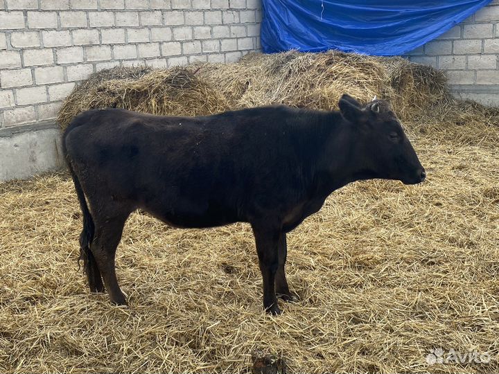 Тайота корова