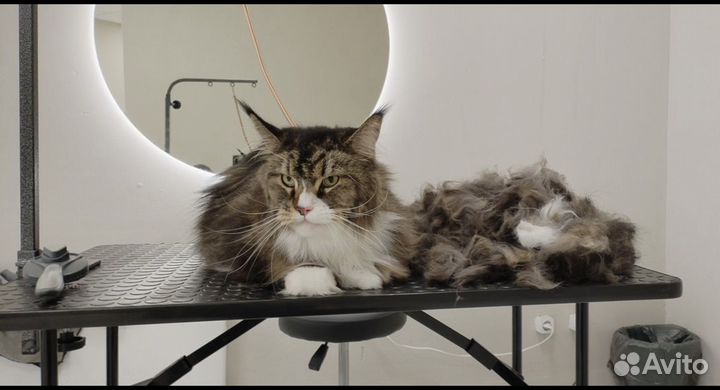 Груминг, стрижка животных (собак/кошек)