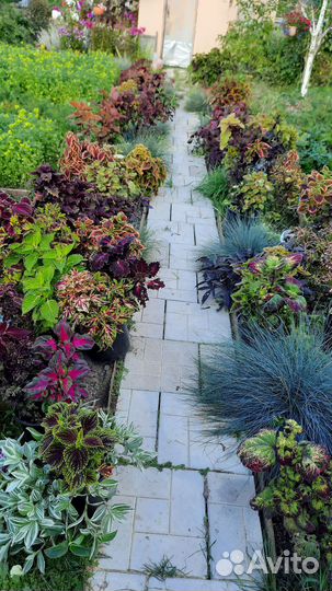 Колеусы вегетативные