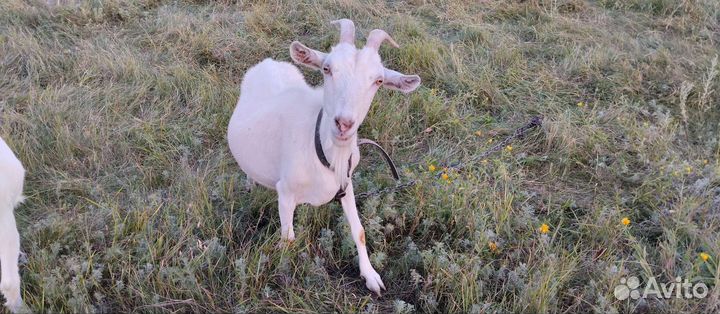 Зааненские козы маленькие и большие,дойные и котны