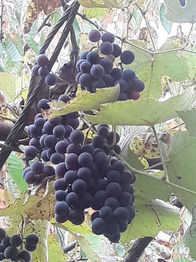Виноград