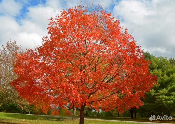 Клен Канадский