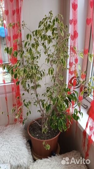 Фикус бенджамина пестролистный